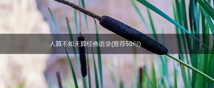 人算不如天算经典语录(推荐50句),第1张
