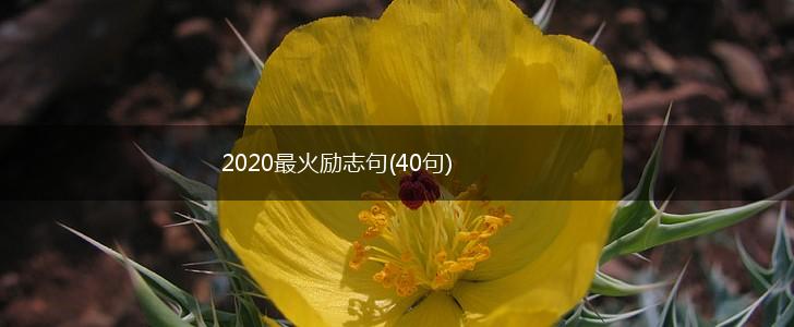 2020最火励志句(40句),第1张