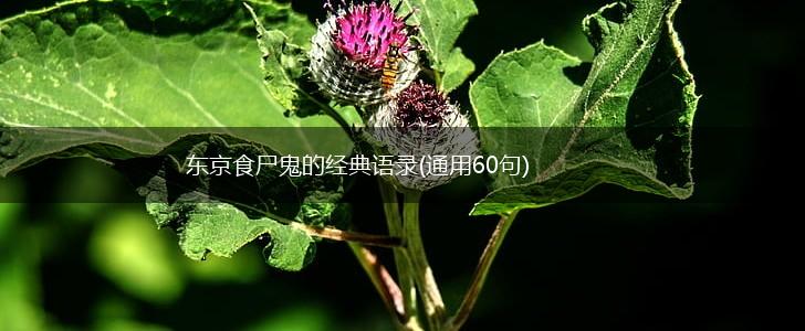 东京食尸鬼的经典语录(通用60句),第1张