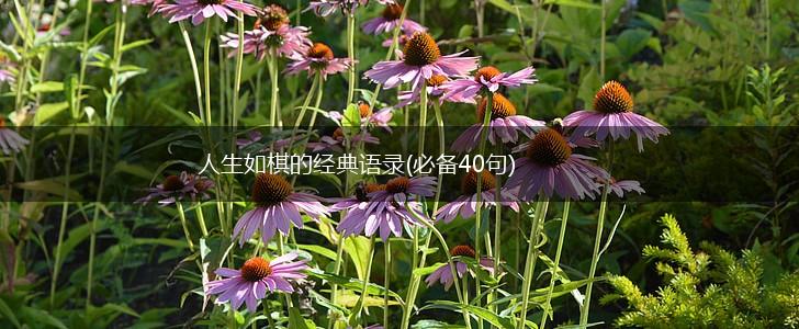 人生如棋的经典语录(必备40句),第1张