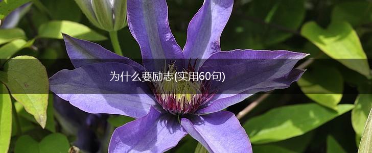 为什么要励志(实用60句),第1张