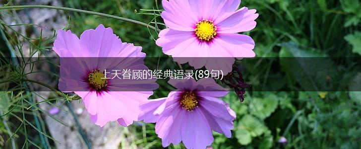 上天眷顾的经典语录(89句),第1张