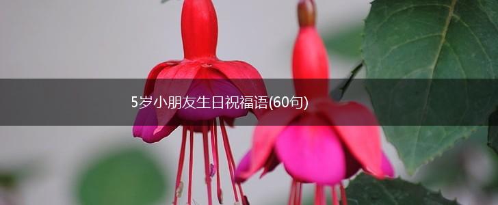 5岁小朋友生日祝福语(60句),第1张