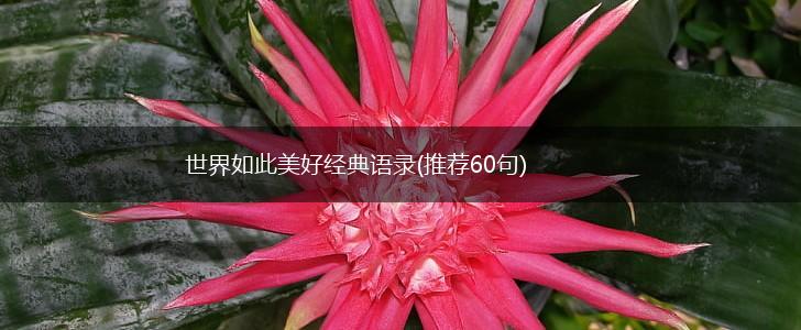 世界如此美好经典语录(推荐60句),第1张