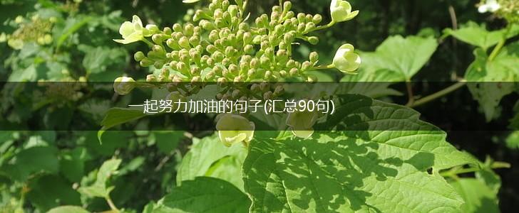 一起努力加油的句子(汇总90句),第1张