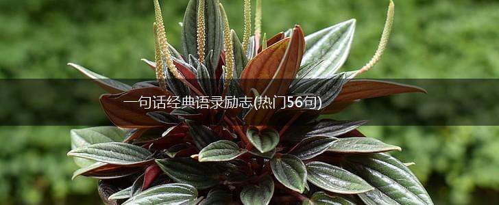 一句话经典语录励志(热门56句),第1张