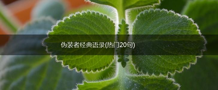 伪装者经典语录(热门20句),第1张