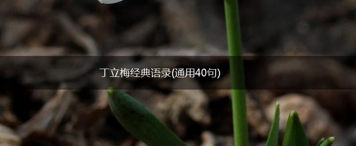 丁立梅经典语录(通用40句),第1张
