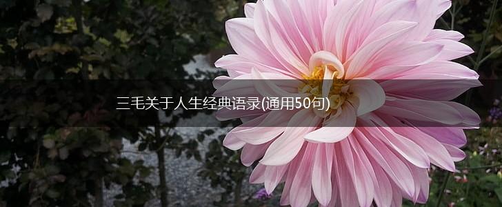 三毛关于人生经典语录(通用50句),第1张