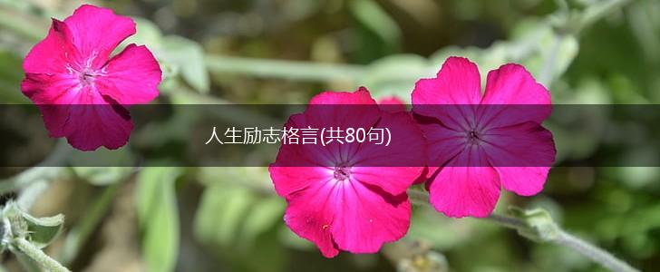 人生励志格言(共80句),第1张