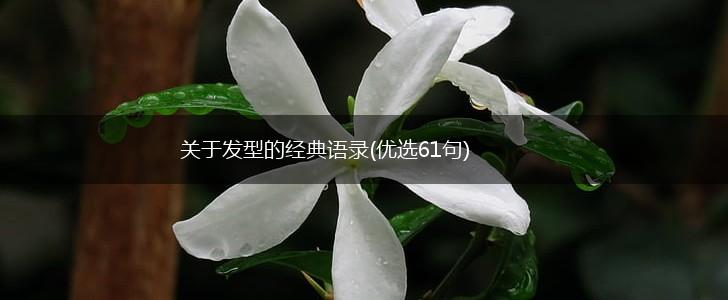 关于发型的经典语录(优选61句),第1张
