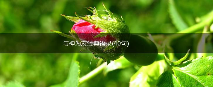 与神为友经典语录(40句),第1张