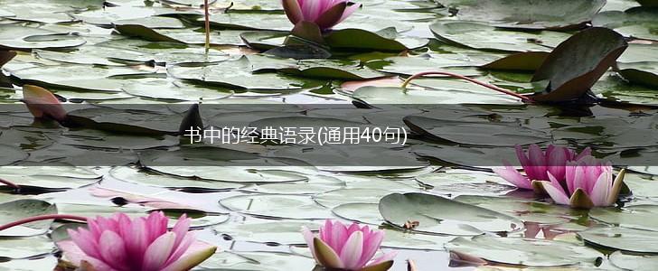 书中的经典语录(通用40句),第1张