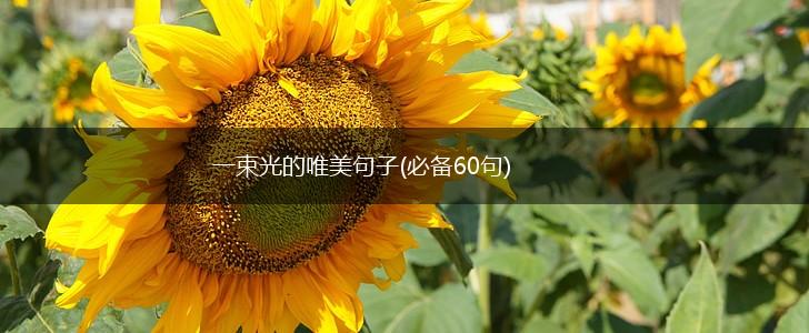 一束光的唯美句子(必备60句),第1张
