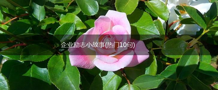 企业励志小故事(热门10句),第1张