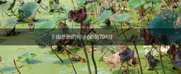 下雨悲伤的句子(必备70句),第1张
