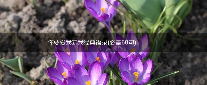 你要爱我宠我经典语录(必备60句),第1张