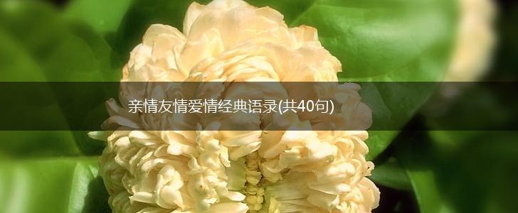 亲情友情爱情经典语录(共40句),第1张