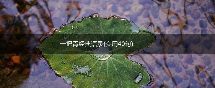 一把青经典语录(实用40句),第1张