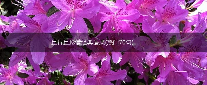 且行且珍惜经典语录(热门70句),第1张
