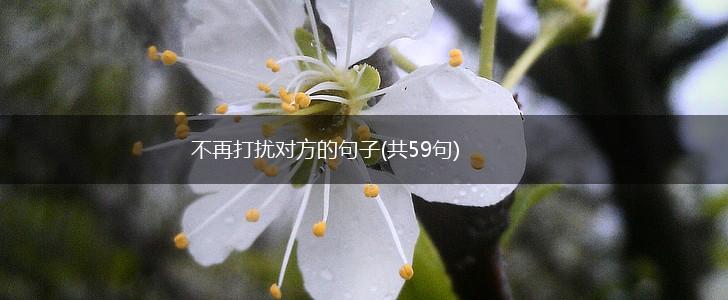 不再打扰对方的句子(共59句),第1张