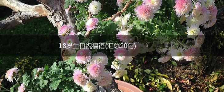 18岁生日祝福语(汇总20句),第1张
