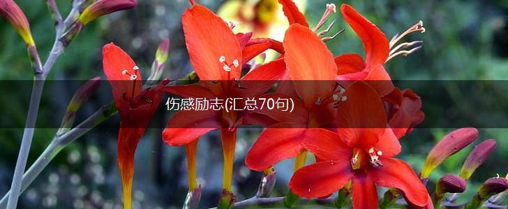 伤感励志(汇总70句),第1张