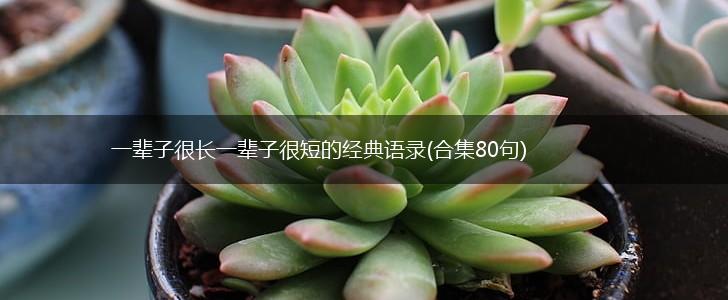 一辈子很长一辈子很短的经典语录(合集80句),第1张