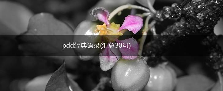 pdd经典语录(汇总30句),第1张