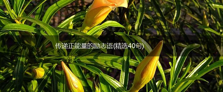 传递正能量的励志语(精选40句),第1张