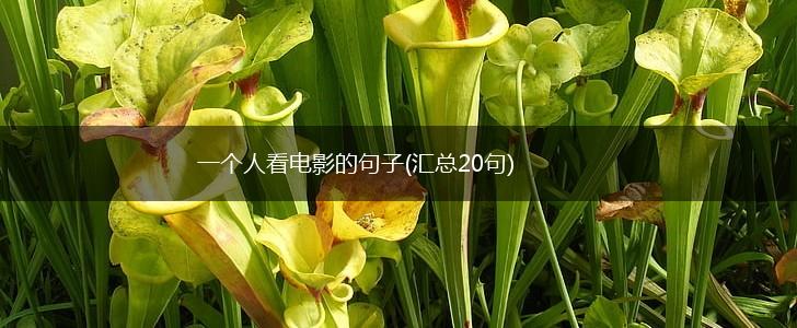 一个人看电影的句子(汇总20句),第1张