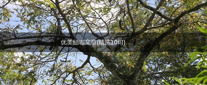 优美励志文章(精选10句),第1张