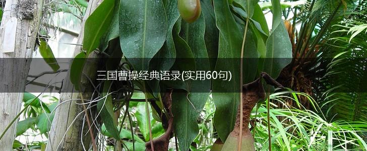 三国曹操经典语录(实用60句),第1张