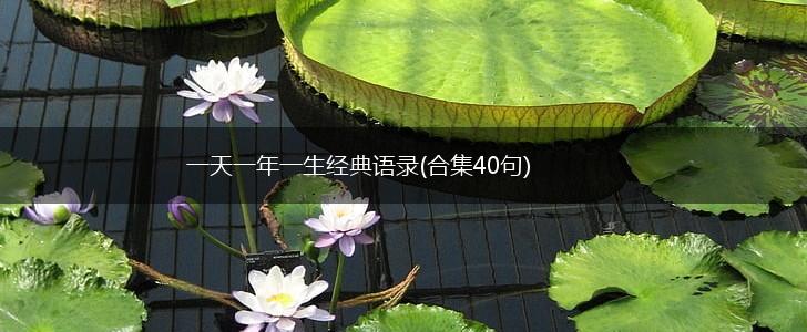 一天一年一生经典语录(合集40句),第1张