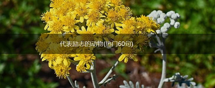 代表励志的动物(热门60句),第1张