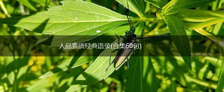 人品素质经典语录(合集60句),第1张