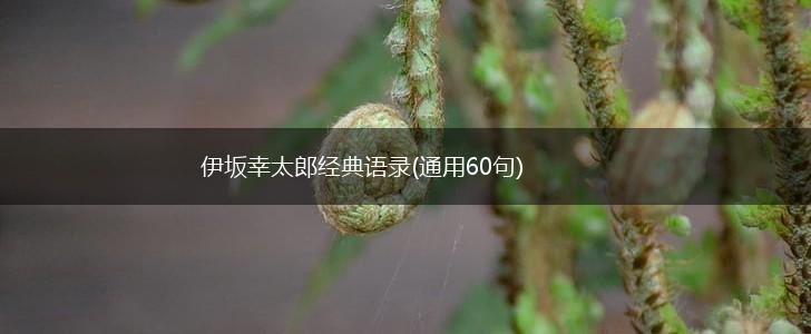伊坂幸太郎经典语录(通用60句),第1张