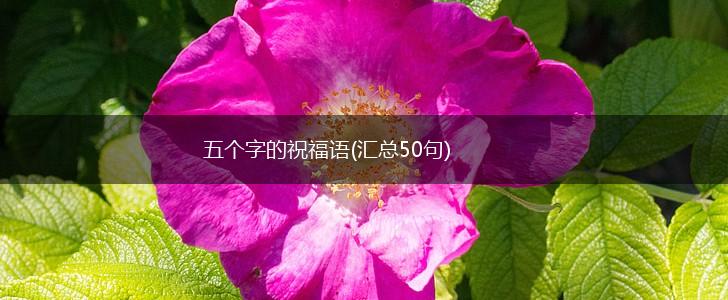 五个字的祝福语(汇总50句),第1张