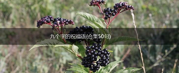 九个字的祝福语(合集50句),第1张