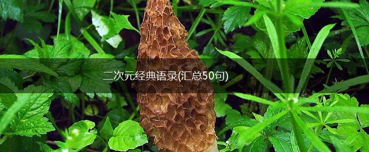 二次元经典语录(汇总50句),第1张