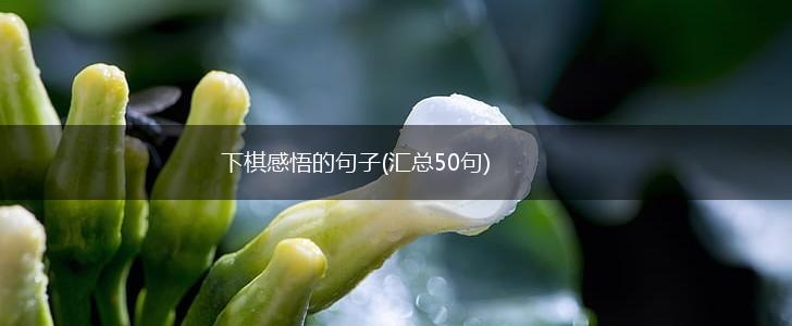 下棋感悟的句子(汇总50句),第1张