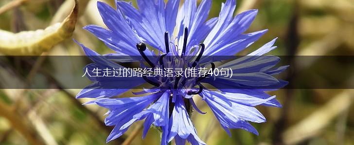 人生走过的路经典语录(推荐40句),第1张
