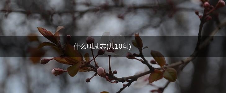 什么叫励志(共10句),第1张