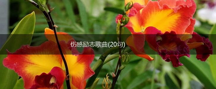 伤感励志歌曲(20句),第1张