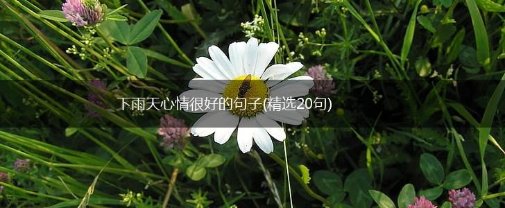 下雨天心情很好的句子(精选20句),第1张