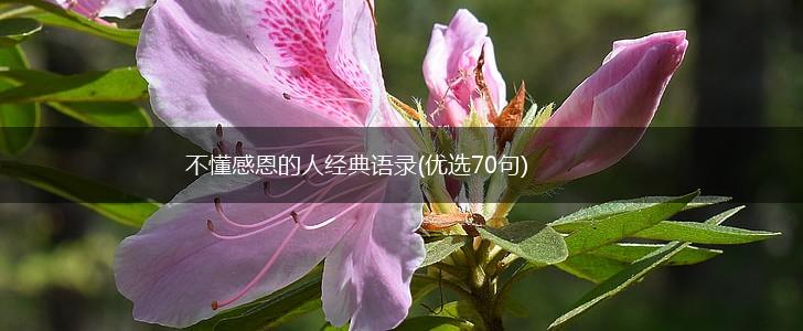 不懂感恩的人经典语录(优选70句),第1张