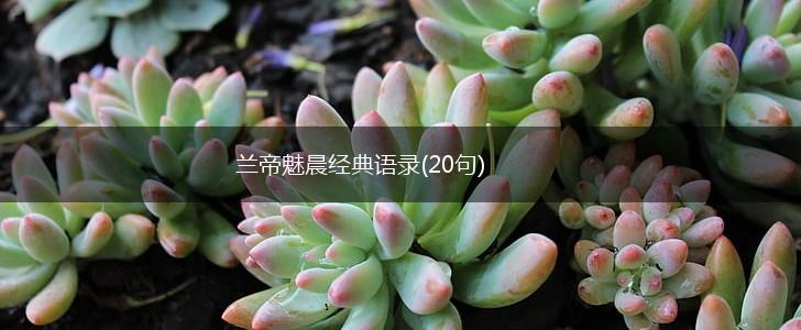 兰帝魅晨经典语录(20句),第1张