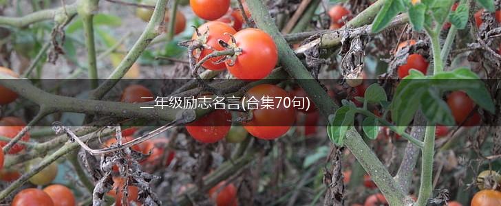 二年级励志名言(合集70句),第1张