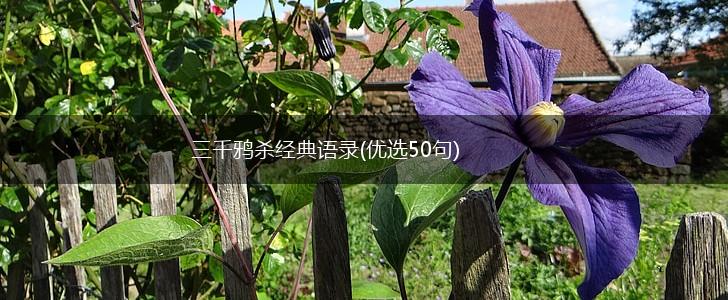 三千鸦杀经典语录(优选50句),第1张