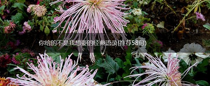 你给的不是我想要的经典语录(推荐58句),第1张